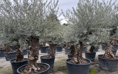 olea europaea fungo